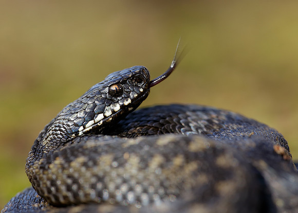 Adder Vipera berus