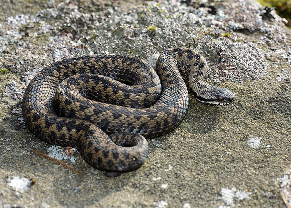 Adder Vipera berus