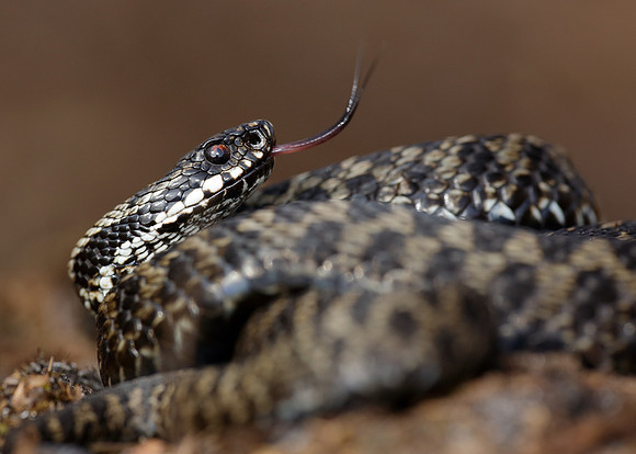Adder Vipera berus