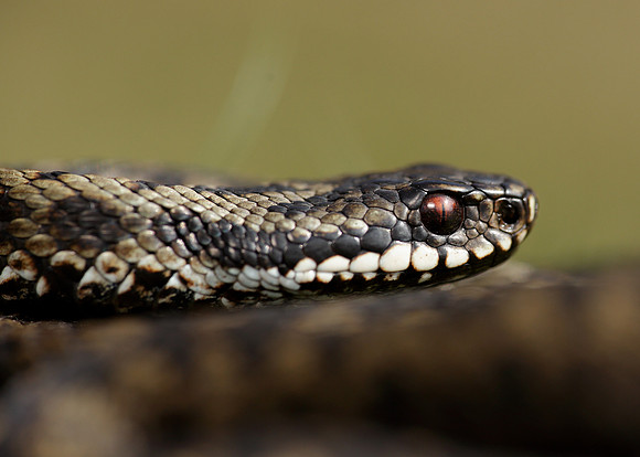 Adder Vipera berus