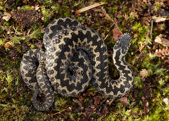 Adder Vipera berus