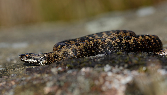 Adder Vipera berus