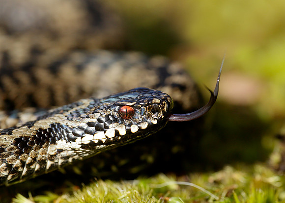 Adder Vipera berus