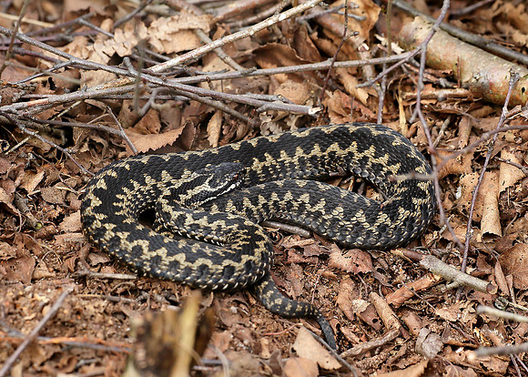 Adder Vipera berus