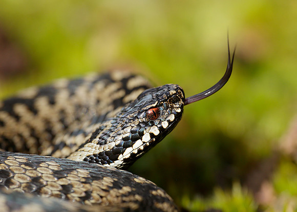 Adder Vipera berus