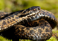 Adder Vipera berus