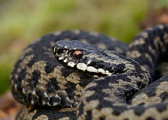Adder Vipera berus