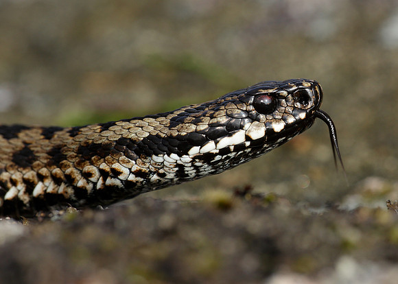 Adder Vipera berus