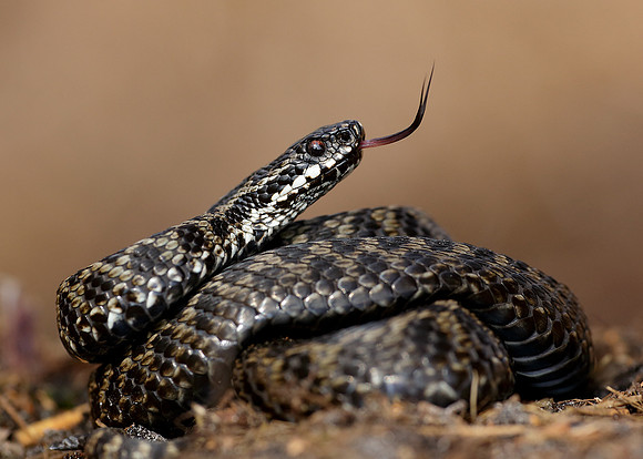 Adder Vipera berus