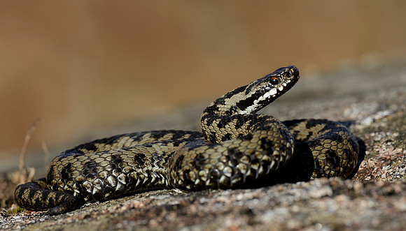Adder Vipera berus