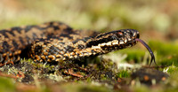 Adder Vipera berus
