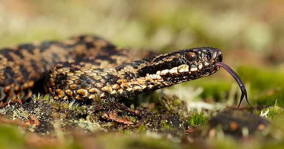 Adder Vipera berus