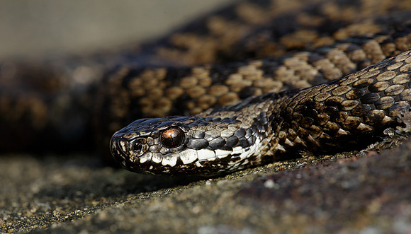 Adder Vipera berus
