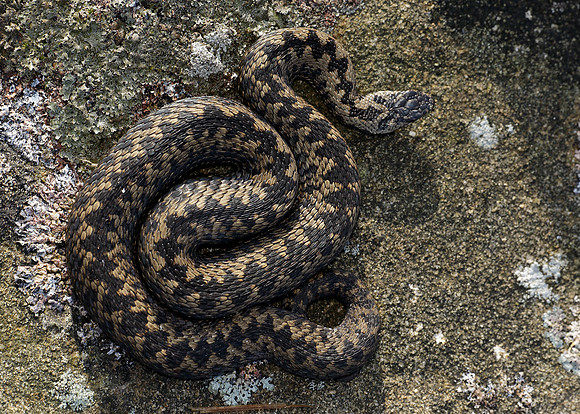 Adder Vipera berus