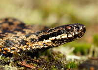 Adder Vipera berus