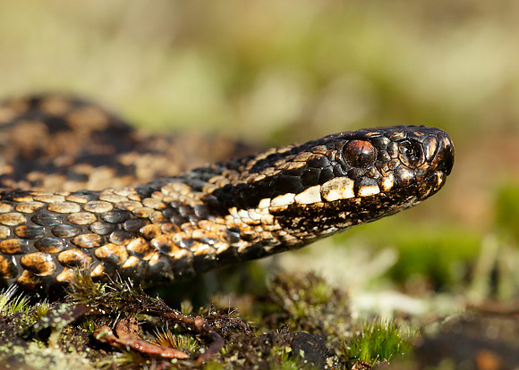Adder Vipera berus