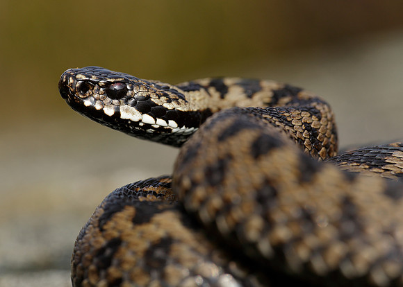 Adder Vipera berus