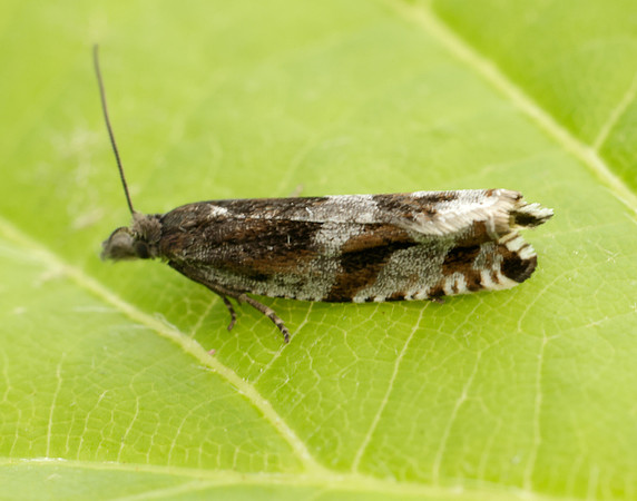 49.201 BF1117 Ancylis unguicella