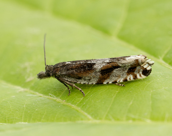 49.201 BF1117 Ancylis unguicella