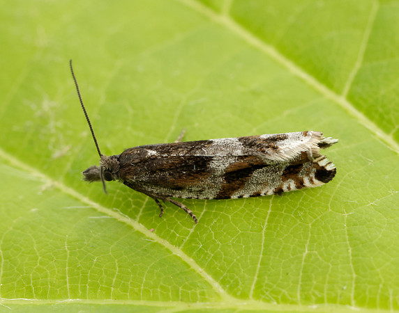 49.201 BF1117 Ancylis unguicella