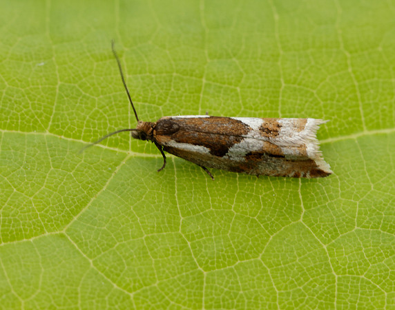 49.211 BF1128 Ancylis myrtillana