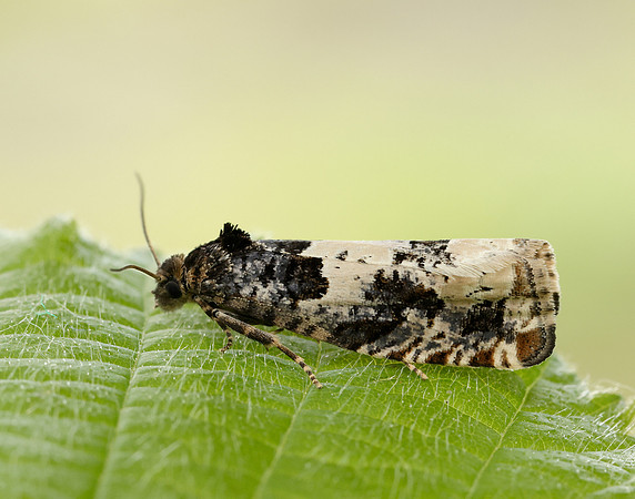 49.285 BF1184 Epiblema scutulana