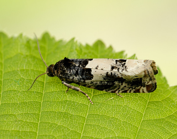 49.285 BF1184 Epiblema scutulana