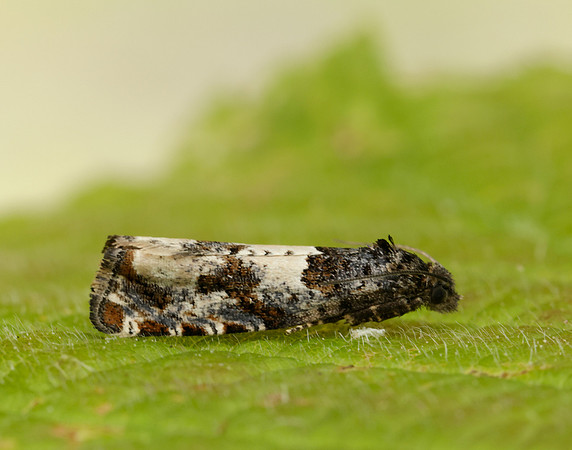 49.285 BF1184 Epiblema scutulana