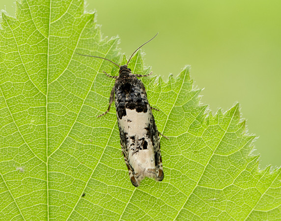 49.285 BF1184 Epiblema scutulana