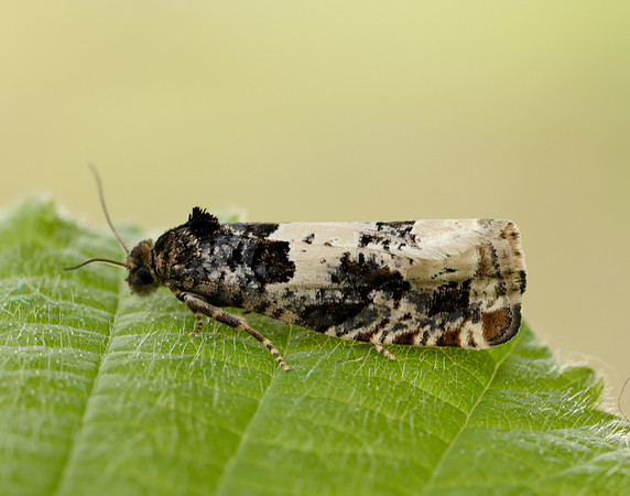 49.285 BF1184 Epiblema scutulana