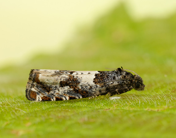 49.285 BF1184 Epiblema scutulana