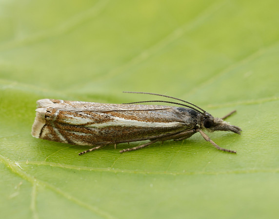 63.086 BF1301 Crambus lathoniellus