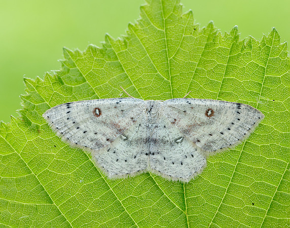 70.032 BF1677 Birch Mocha Cyclophora albipunctata