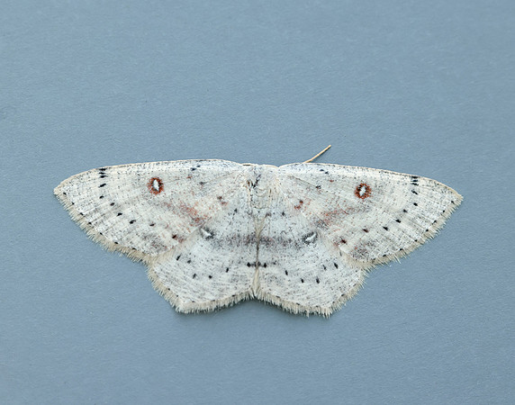 70.032 BF1677 Birch Mocha Cyclophora albipunctata