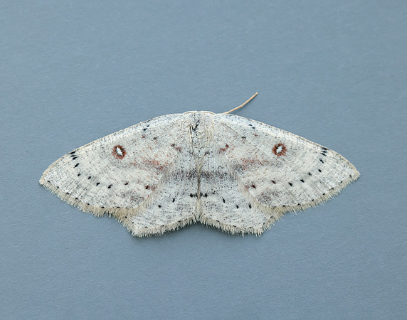 70.032 BF1677 Birch Mocha Cyclophora albipunctata