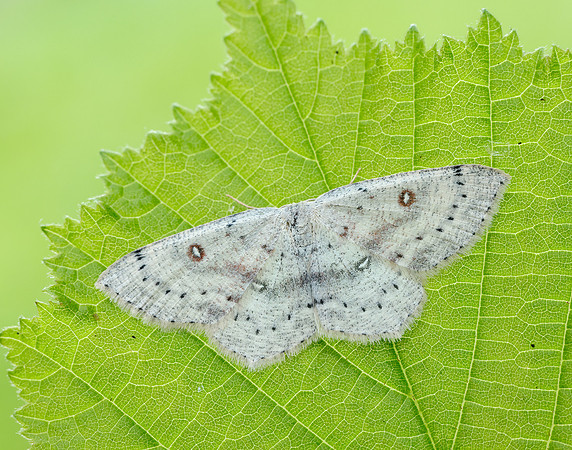 70.032 BF1677 Birch Mocha Cyclophora albipunctata