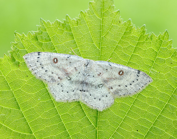 70.032 BF1677 Birch Mocha Cyclophora albipunctata