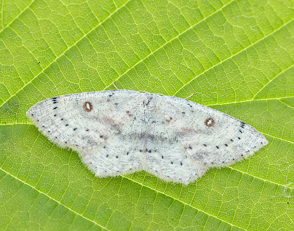 70.032 BF1677 Birch Mocha Cyclophora albipunctata