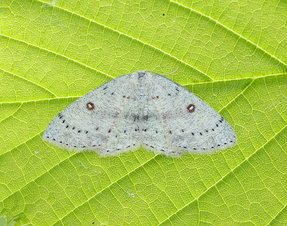 70.032 BF1677 Birch Mocha Cyclophora albipunctata