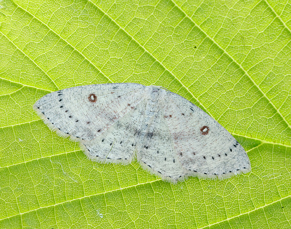 70.032 BF1677 Birch Mocha Cyclophora albipunctata
