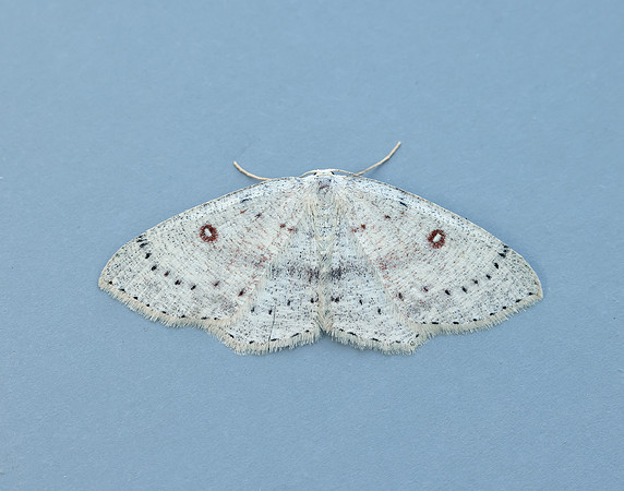 70.032 BF1677 Birch Mocha Cyclophora albipunctata