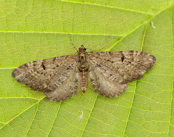 70.161 BF1851 Golden-rod Pug Eupithecia virgaureata