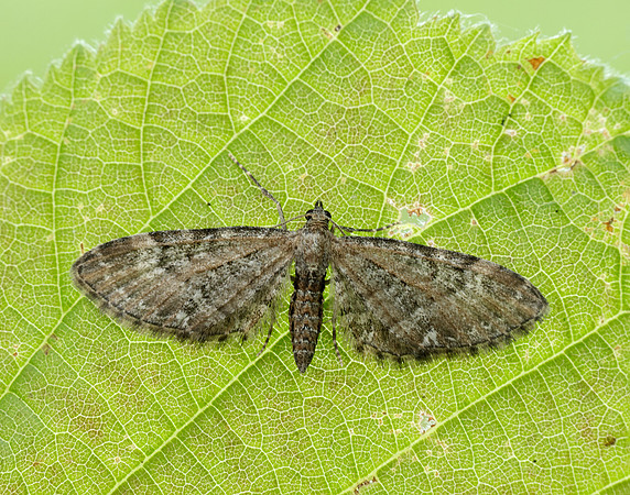 70.168 BF1846 Narrow-winged Pug Eupithecia nanata