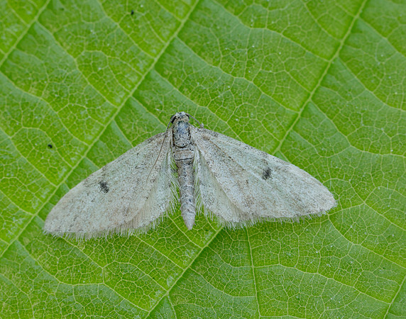 70.171 BF1844 Ochreous Pug Eupithecia indigata