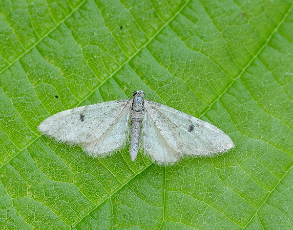70.171 BF1844 Ochreous Pug Eupithecia indigata