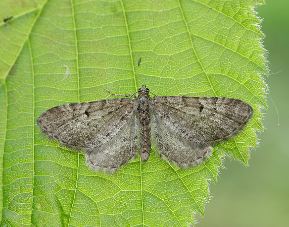 70.190 BF1837 Grey Pug Eupithecia subfuscata