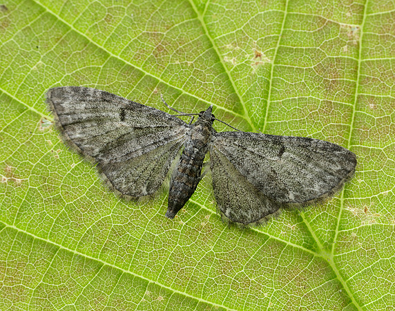70.190 BF1837 Grey Pug Eupithecia subfuscata