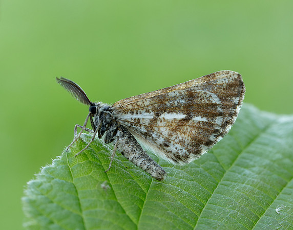 70.276 BF1954 Bordered White Bupalus piniaria