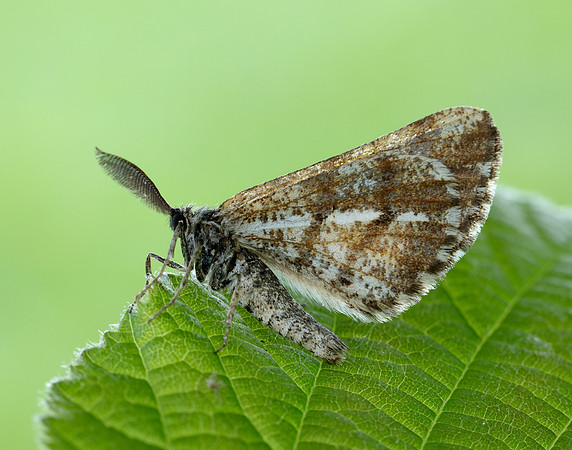 70.276 BF1954 Bordered White Bupalus piniaria