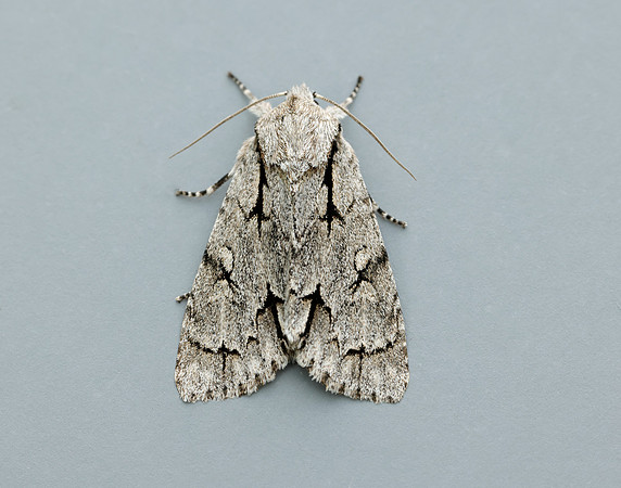 73.038 BF2284 Grey Dagger Acronicta psi